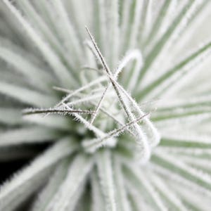 May include: Close-up of a white, fuzzy plant with long, thin leaves. The leaves are arranged in a radial pattern, creating a starburst effect.
