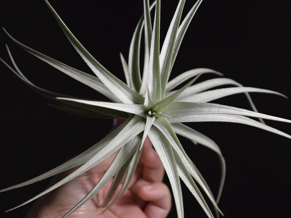 RARE Tillandsia Ixioides Blue Albino - Etsy