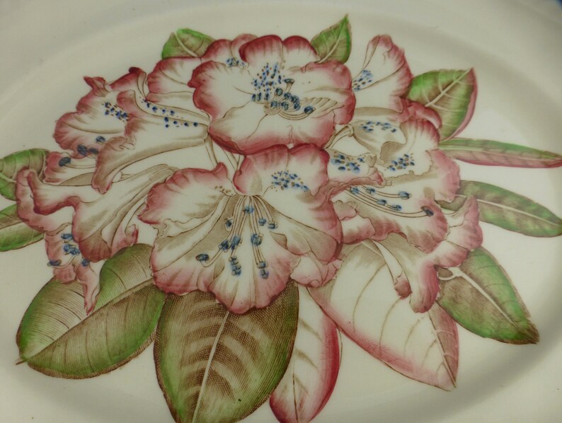 Johnson Brothers Pink Rhododendron Flower Vintage Large Oval Serving Plate Old Flower Prints 12 in English Floral China no 15542 image 3