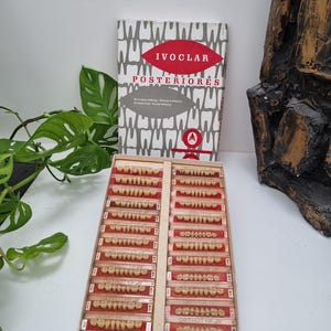 Vintage Artificial Teeth: Acrylic Molars - Ivoclar SR Denta Pearl