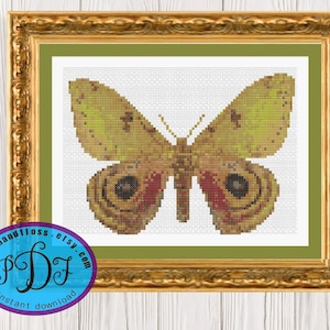 Automeris Moth - Padrão de ponto cruz Download instantâneo de PDF - Faça você mesmo Naturalista Pendurado na parede Sem crueldade, insetos secos prensados, insetos, flores