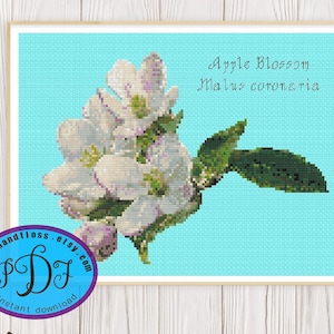 Appelbloesem - Malus coronaria - Arkanas State Flower - Fruitboom - Mooi Bloemen Arbor Design - Geteld Cross Stitch PDF-diagram downloaden