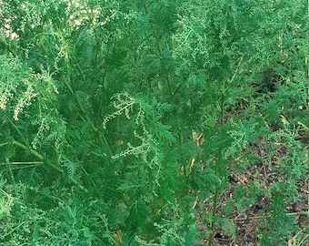 Artemisia anua séchée pour tisane