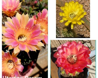 Echinopsis/Trichocereus Hybrids 'Utopian Dream', 'Pinkie'  or 'Betty's Gold'