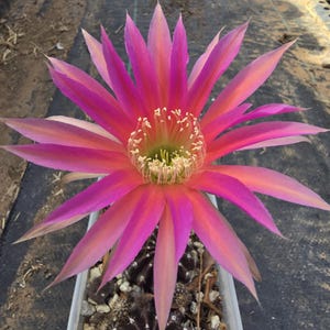 Echinopsis UK hybrid &quot;Bourne Spider&quot;