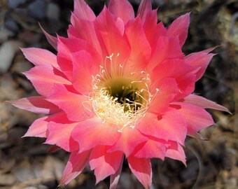 Beautiful IN-BUD/blooming-size Johnson hybrid Echinopsis WATERMELON