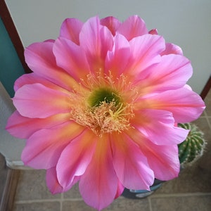 Trichocereus cv &#39;Flying Saucer&#39; offsets producing 10 inch blossoms!