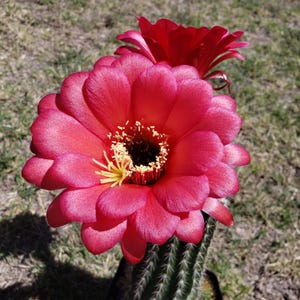 Seller&#39;s Favorites Trichocerus Hybrid &quot;Fire Engine Red&quot;