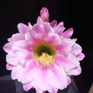 Infamous Tricho Hybrid &quot;Pink Argentine Giant&quot;
