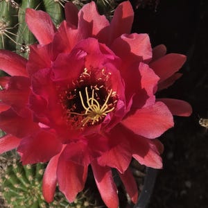 Curly Tricho Hybrid &quot;Big Red Ruffles&quot;