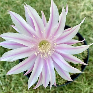 Beautiful hybrid Echinopsis/Easter Lily NOID &quot;Pink Stars&quot;