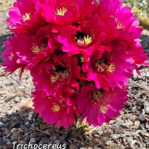 Stunning HOT ORCHID TCH