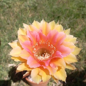 Echinopsis cv 'Utopian Dream'