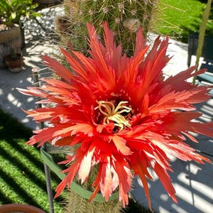 Serrated Tricho Hybrid &quot;Super Orange&quot;