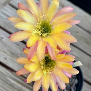 Serrated Tricho Hybrid &quot;Super Apricot&quot;