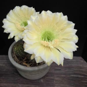 Glowing Tricho Hybrid &quot;Tucson Moon&quot;