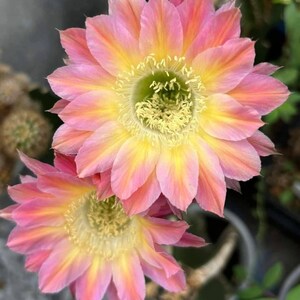 May include: Close-up of two vibrant cactus flowers. The petals transition from a soft pink to a bright yellow, with a green center. The flowers are in full bloom, showcasing their intricate details. The background is blurred, suggesting a garden setting.