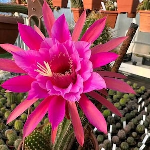 May include: A vibrant pink cactus flower in full bloom, showcasing multiple layers of petals and a yellow center. The flower is the focal point, with a backdrop of potted cacti in a greenhouse setting.