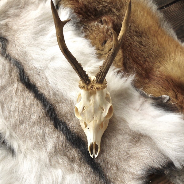 Teschio di capriolo riservato Paolo