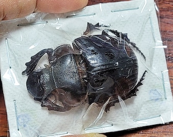 Scarabaeidae - Heliocopris antenor A1 From Tanzania!!