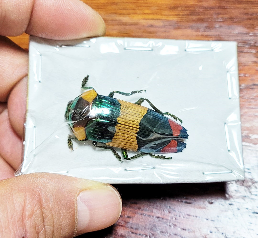 Buprestidae - Calodema Suhandae 40mm+ A1 From W.papua!! - Etsy