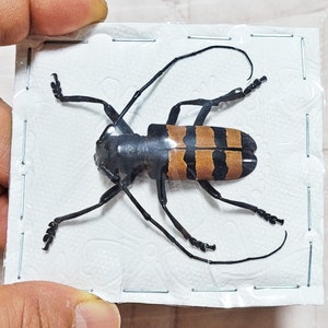 Pode incluir: Um espécime de inseto preservado, com um corpo preto e marcas listradas laranja e preto nas costas. O inseto tem antenas e pernas longas e é preso a um suporte de papel branco.