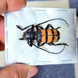 Pode incluir: Um espécime de inseto preservado, apresentando um besouro listrado preto e laranja. O besouro é preso a um fundo de papel branco, segurado por uma mão. As antenas e pernas do inseto são visíveis.