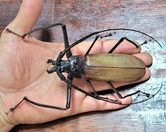 Buprestidae - Calodema Suhandae 40mm+ A1 From W.papua!! - Etsy