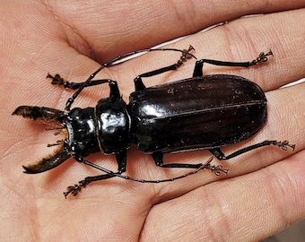 Large Metallic Dung Beetle Framed Taxidermy - Phanaeus Demon