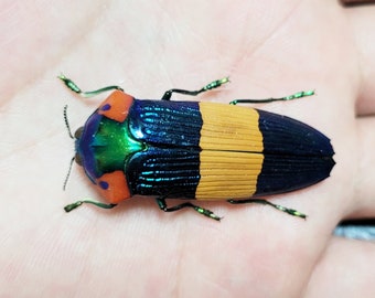 Buprestidae - Calodema Suhandae 40mm+ A1 From W.papua!! - Etsy