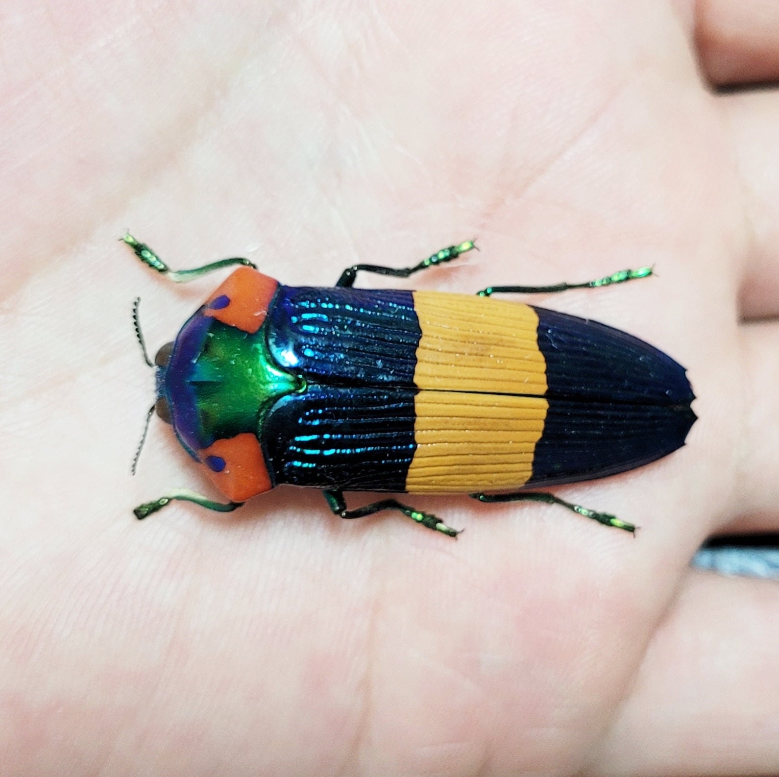 Buprestidae - Calodema Ribbei 40mm A2 From W.papua!! - Etsy