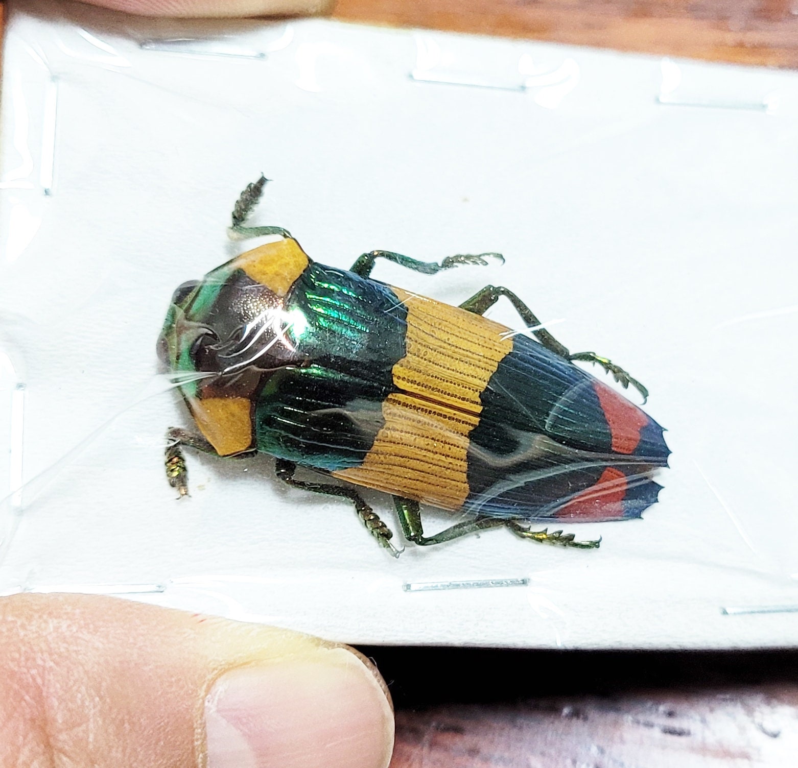 標本 West papua Calodema suhandae 44mm 標本 West papua Calodema