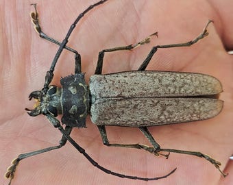 1 A-1 Batocera Una Solomon Island Male 53mm Longhorn Beetle, Real