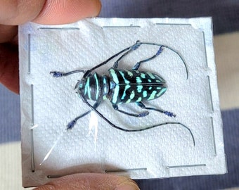 Buprestidae - Calodema Suhandae 40mm+ A1 From W.papua!! - Etsy