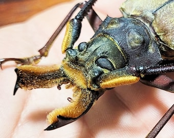 Buprestidae - Calodema Suhandae 40mm+ A1 From W.papua!! - Etsy