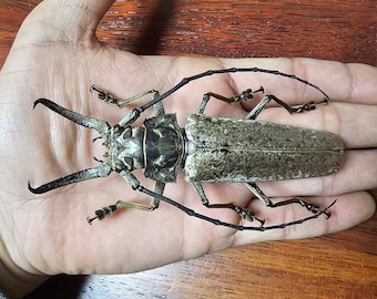 Calodema suhandae。タマムシ。コガネムシ。タマムシ科。収集品