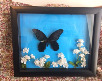 Real Framed Graphium Eurypylus Butterly in 8x10 Frame