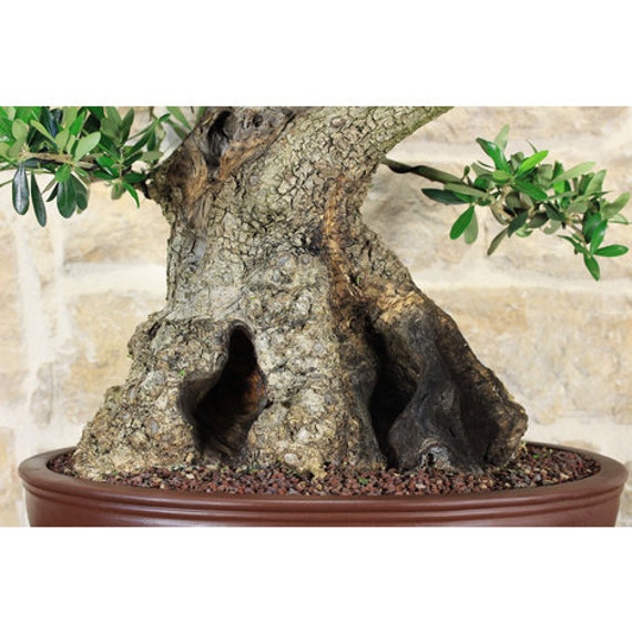 Olive Bonsaï Graines Bonsai fraîches EXOTIQUE Tree Seeds Olea Europaea graine Olive