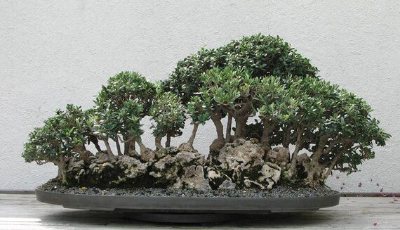 Olive Bonsaï Graines Bonsai fraîches EXOTIQUE Tree Seeds Olea Europaea graine Olive