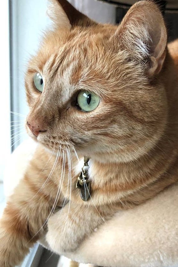 Mon Protect' Animal -Le Miaou/Protect' Magnétiz-