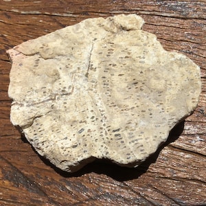 Zeldzame Lune River Fern Fossiel uit Verre Zuidelijke Tasmanië