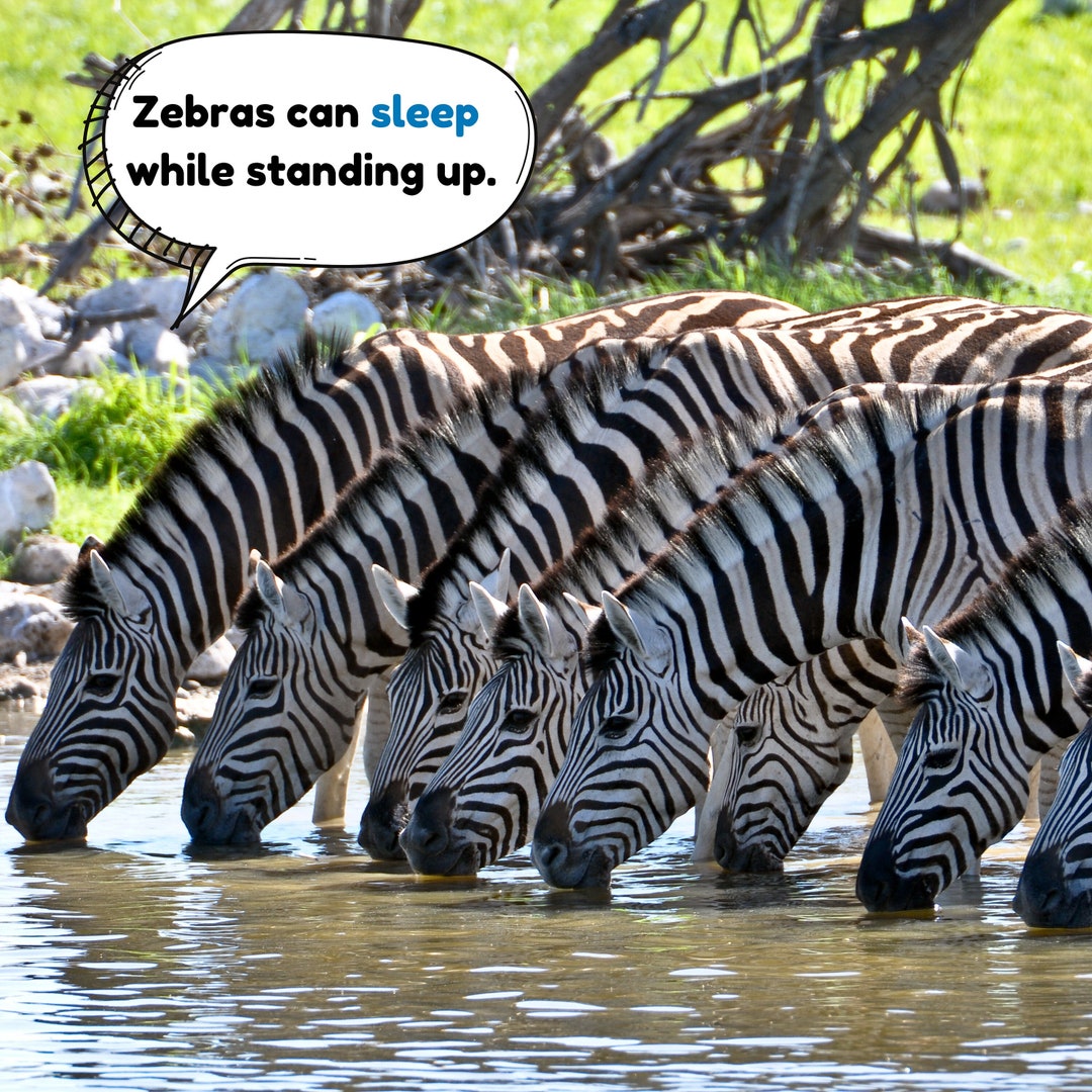 Fun Fact Printable Zebras Can Sleep While Standing Up Etsy