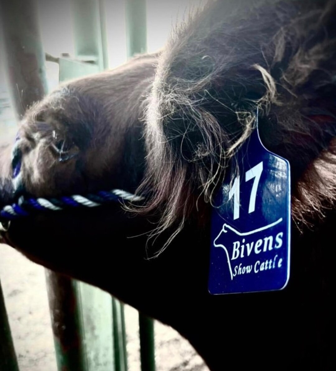 Custom Livestock Large Engraved Tags, Goat Tag, Sheep Ear Tag, Cattle