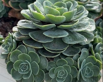 Echeveria  'Blue Rose' (Echeveria imbricata)