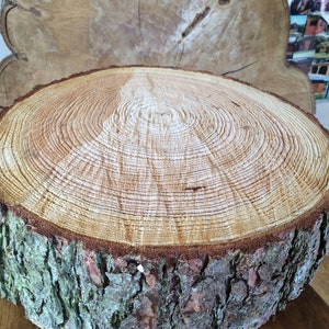 Gorgeous 14" Rustic log slice x 4" thick, ideal for wooden wedding cake stand or table centrepiece