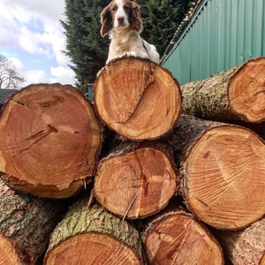 May include: A brown and white Springer Spaniel dog sits atop a stack of round wooden logs. The logs are stacked in a pile, with the dog sitting on the top log. The dog is looking at the camera.