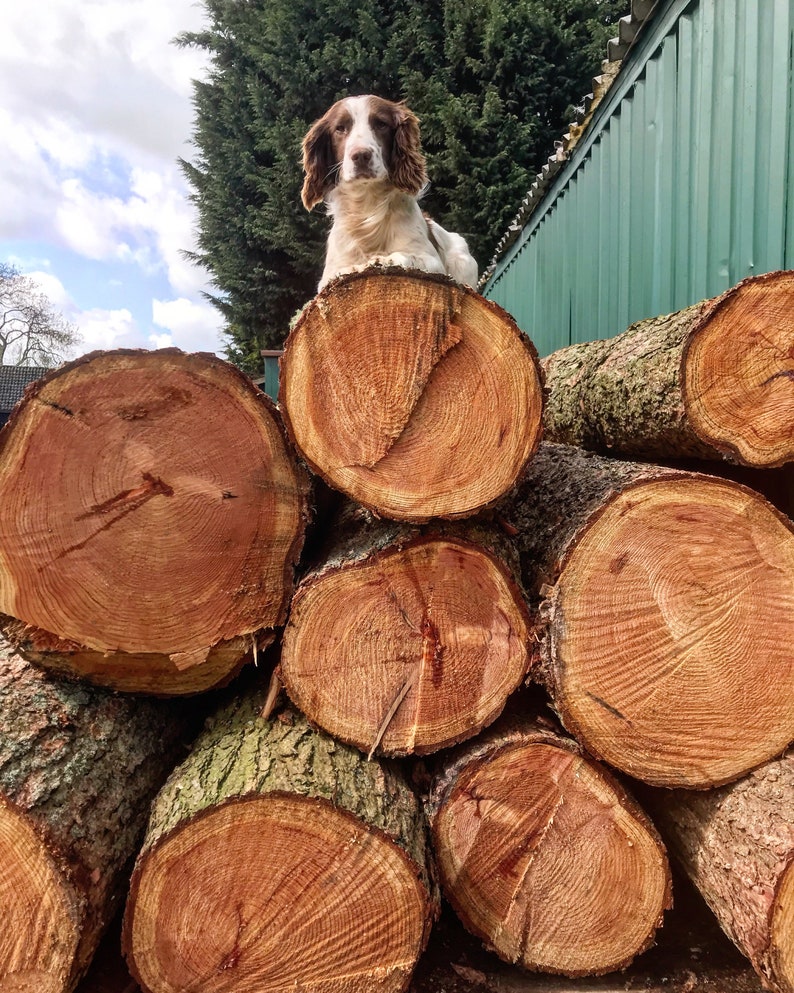 May include: A brown and white Springer Spaniel dog sits atop a stack of round wooden logs. The logs are stacked in a pile, with the dog sitting on the top log. The dog is looking at the camera.