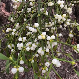 Mistletoe, Fresh real Teme Valley Mistletoe, large bunch with lots of berries, great for kissing under! Christmas Mistletoe, real berries