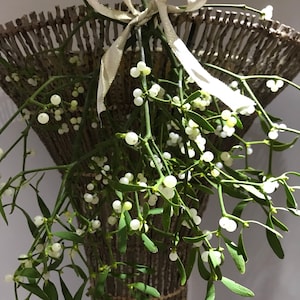 Fresh Teme Valley Mistletoe Bunch, Christmas Kissing Decor