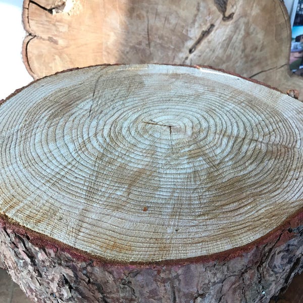 Gorgeous 18" Rustic log slice x 4" thick, ideal for wooden wedding cake stand or table centrepiece